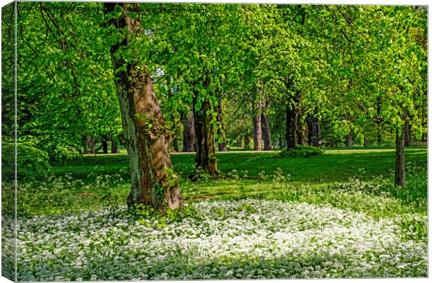 Spring Woodland and Ramsons Bute Park Cardiff Canvas Print by Nick Jenkins