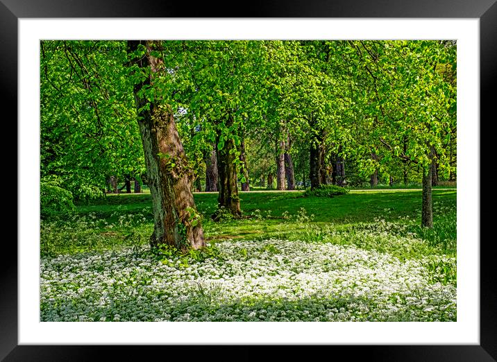 Spring Woodland and Ramsons Bute Park Cardiff Framed Mounted Print by Nick Jenkins
