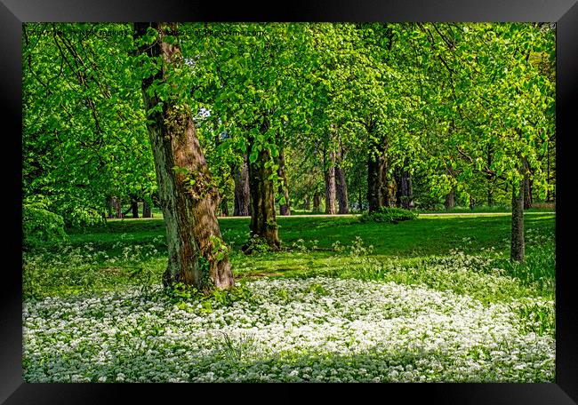 Spring Woodland and Ramsons Bute Park Cardiff Framed Print by Nick Jenkins