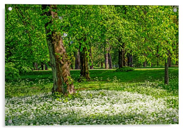 Spring Woodland and Ramsons Bute Park Cardiff Acrylic by Nick Jenkins
