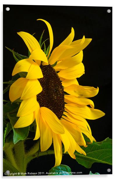 Sunflower Acrylic by Mark Robson