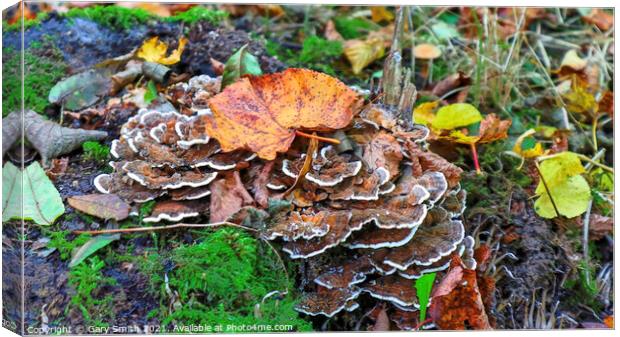 Hen of The Woods Fungi Canvas Print by GJS Photography Artist