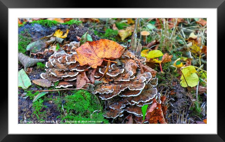 Hen of The Woods Fungi Framed Mounted Print by GJS Photography Artist