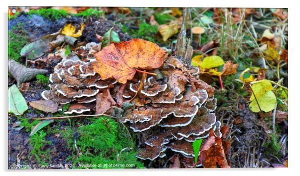 Hen of The Woods Fungi Acrylic by GJS Photography Artist