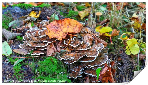 Hen of The Woods Fungi Print by GJS Photography Artist