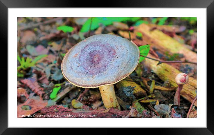Blue Round Head  Framed Mounted Print by GJS Photography Artist