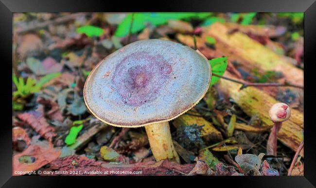Blue Round Head  Framed Print by GJS Photography Artist