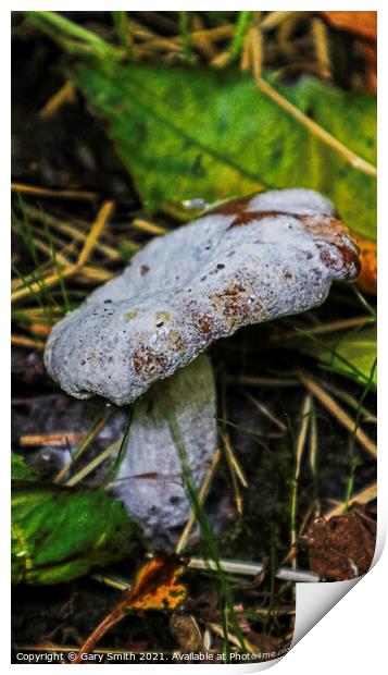 Dead Fungi  Print by GJS Photography Artist