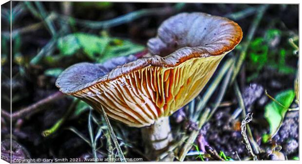 Milkcap with Glowing Ribs Canvas Print by GJS Photography Artist