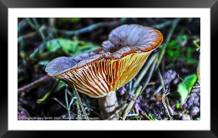 Milkcap with Glowing Ribs Framed Mounted Print by GJS Photography Artist