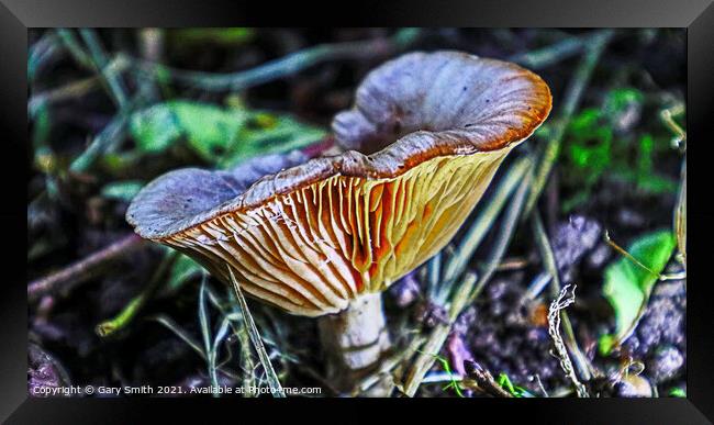 Milkcap with Glowing Ribs Framed Print by GJS Photography Artist