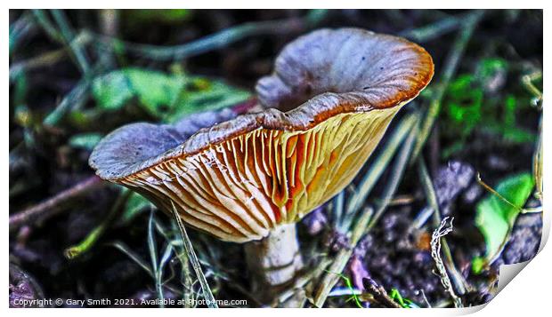 Milkcap with Glowing Ribs Print by GJS Photography Artist