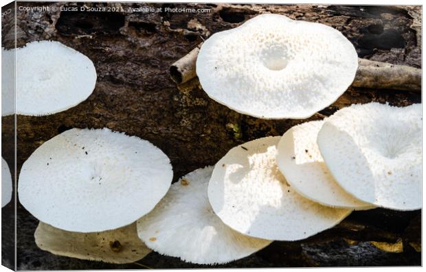 White mushrooms on a dead wood Canvas Print by Lucas D'Souza