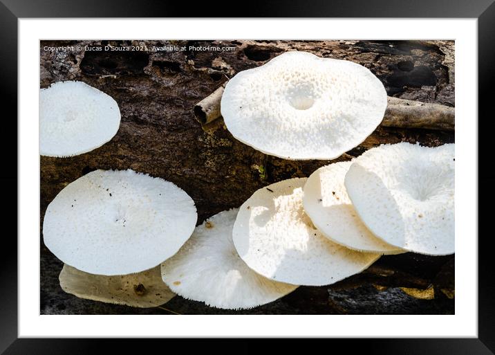 White mushrooms on a dead wood Framed Mounted Print by Lucas D'Souza