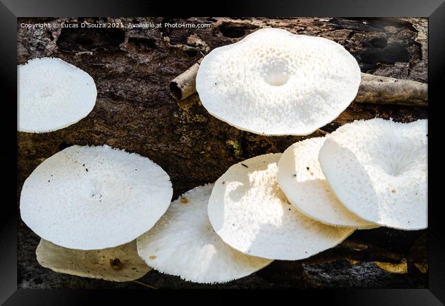 White mushrooms on a dead wood Framed Print by Lucas D'Souza