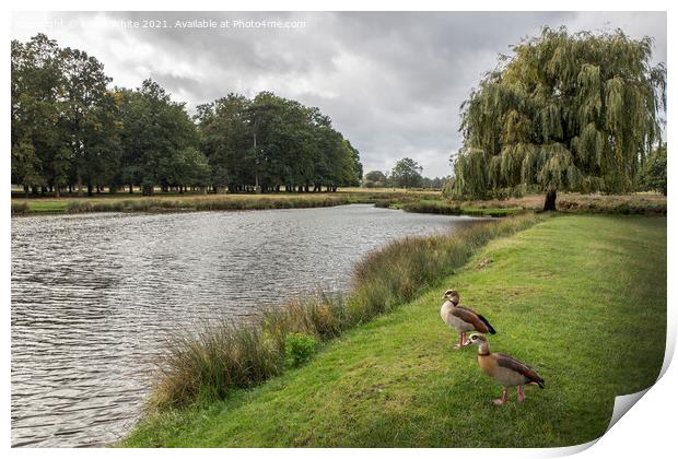 A pair of Egyptian geese Print by Kevin White