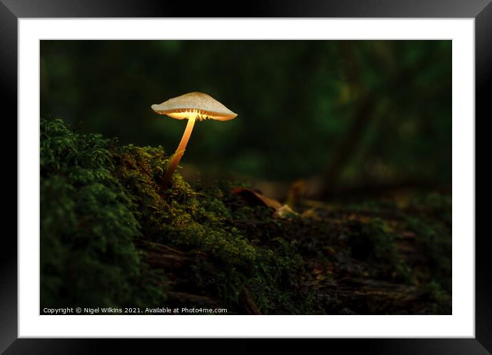 Luminescence Framed Mounted Print by Nigel Wilkins