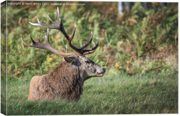 Full size antlers Canvas Print by Kevin White