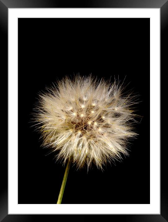 Catsear Pappus or Seed-Clock Framed Mounted Print by Antonio Ribeiro