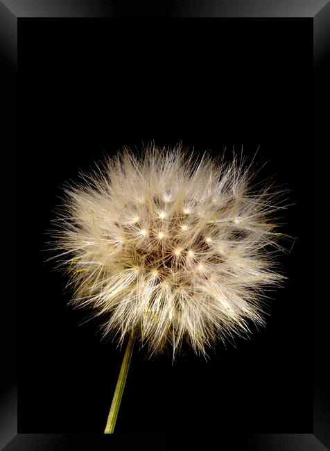 Catsear Pappus or Seed-Clock Framed Print by Antonio Ribeiro