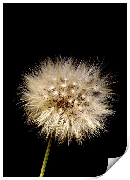 Catsear Pappus or Seed-Clock Print by Antonio Ribeiro