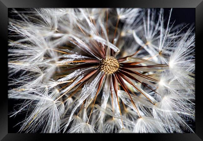 Catsear Pappus or Seed-Clock Framed Print by Antonio Ribeiro