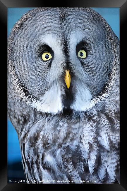 The Stare Framed Print by Keith Mountford