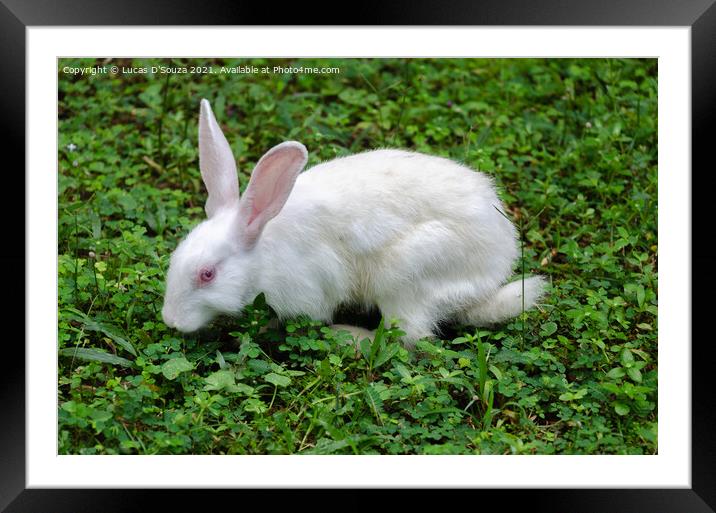 White Rabbit Framed Mounted Print by Lucas D'Souza