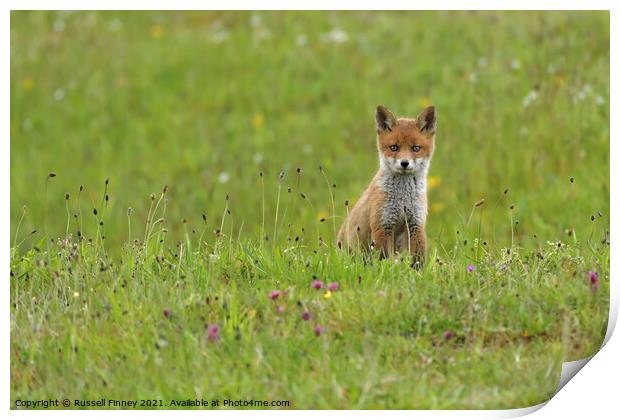 Red Fox (Vulpes Vulpes) playing out side there den, in a field  Print by Russell Finney