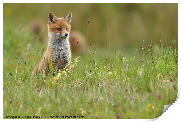Red Fox (Vulpes Vulpes) playing out side there den, in a field  Print by Russell Finney