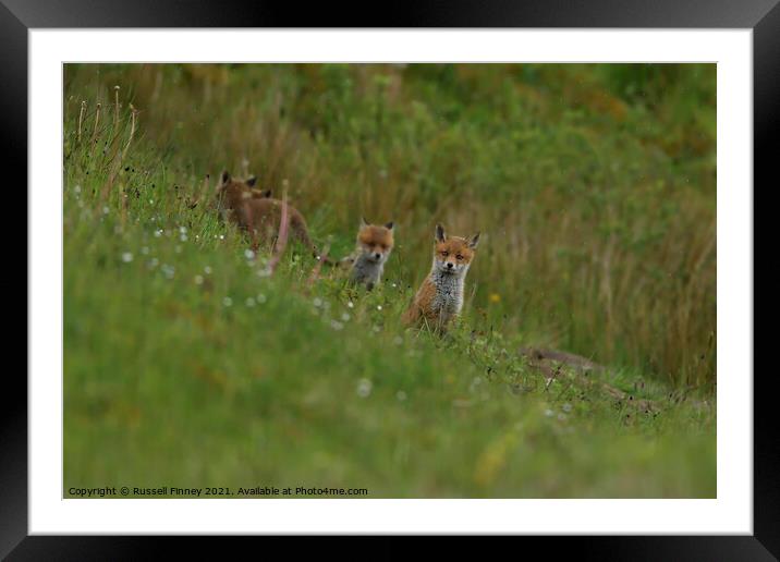 Red Fox (Vulpes Vulpes) playing out side there den, in a field  Framed Mounted Print by Russell Finney