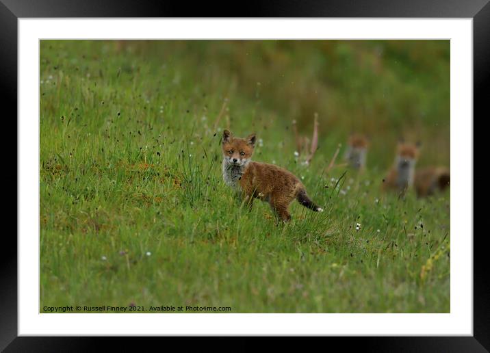 Red Fox (Vulpes Vulpes) playing out side there den, in a field  Framed Mounted Print by Russell Finney