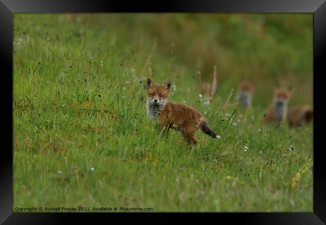 Red Fox (Vulpes Vulpes) playing out side there den, in a field  Framed Print by Russell Finney