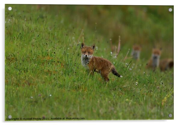 Red Fox (Vulpes Vulpes) playing out side there den, in a field  Acrylic by Russell Finney
