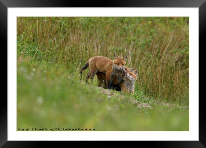 Red Fox (Vulpes Vulpes) playing out side there den, in a field  Framed Mounted Print by Russell Finney