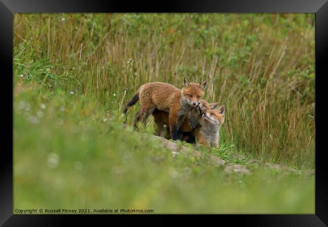 Red Fox (Vulpes Vulpes) playing out side there den, in a field  Framed Print by Russell Finney