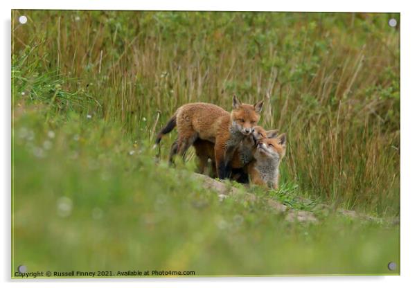 Red Fox (Vulpes Vulpes) playing out side there den, in a field  Acrylic by Russell Finney