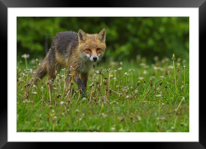 Red Fox (Vulpes Vulpes) close up  Framed Mounted Print by Russell Finney