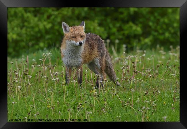 Red Fox (Vulpes Vulpes) in a lush green field  Framed Print by Russell Finney