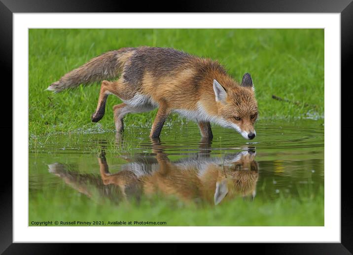 Red Fox (Vulpes Vulpes) drinking water at a pond  Framed Mounted Print by Russell Finney