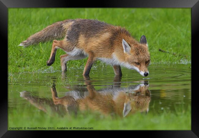 Red Fox (Vulpes Vulpes) drinking water at a pond  Framed Print by Russell Finney