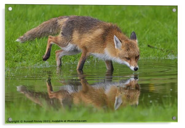 Red Fox (Vulpes Vulpes) drinking water at a pond  Acrylic by Russell Finney