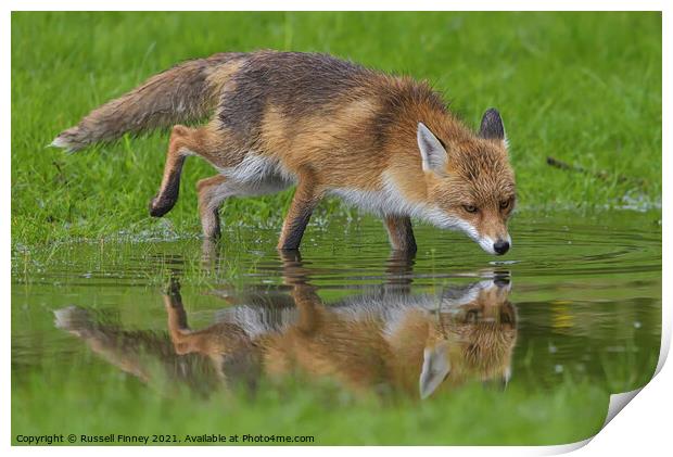 Red Fox (Vulpes Vulpes) drinking water at a pond  Print by Russell Finney