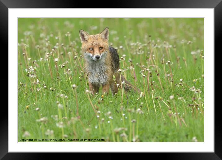 Red Fox (Vulpes Vulpes) in a lush green field close up Framed Mounted Print by Russell Finney