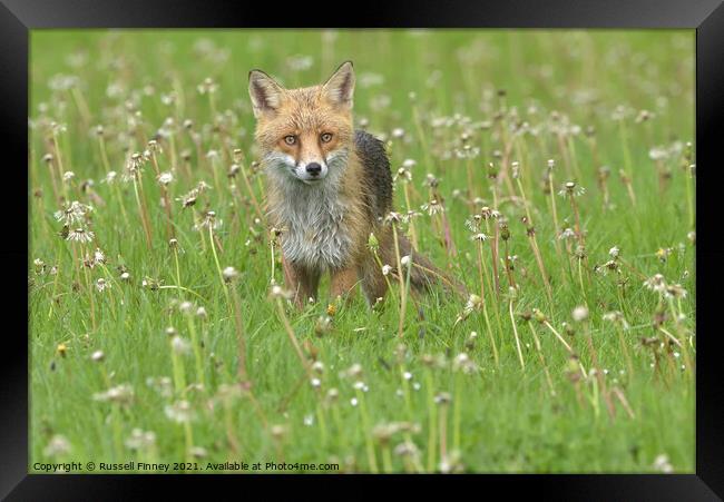 Red Fox (Vulpes Vulpes) in a lush green field close up Framed Print by Russell Finney