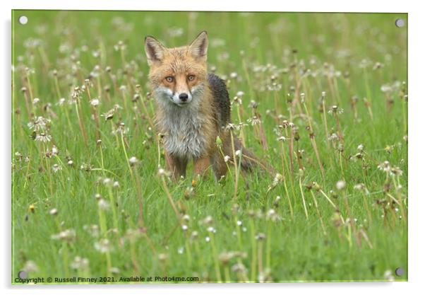 Red Fox (Vulpes Vulpes) in a lush green field close up Acrylic by Russell Finney