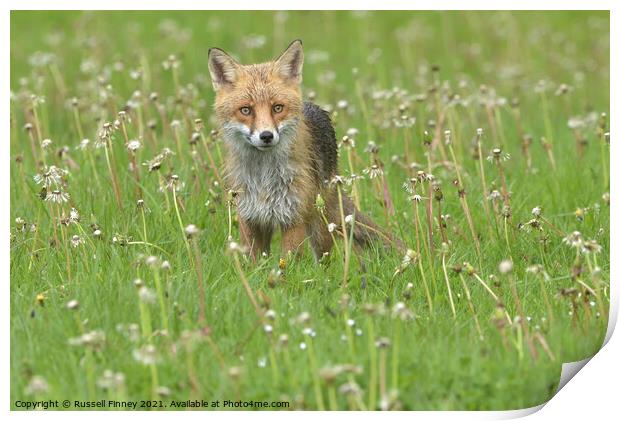 Red Fox (Vulpes Vulpes) in a lush green field close up Print by Russell Finney