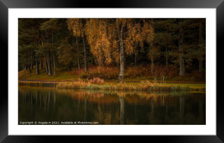 Autumnal Trees Reflections Framed Mounted Print by Angela H