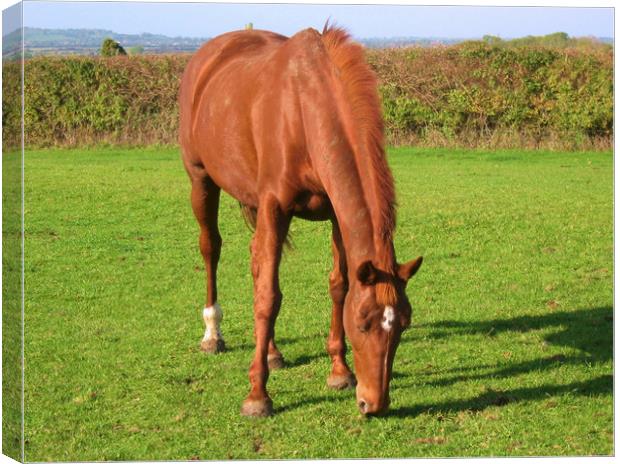 Bay Horse Grazing. Canvas Print by Heather Goodwin