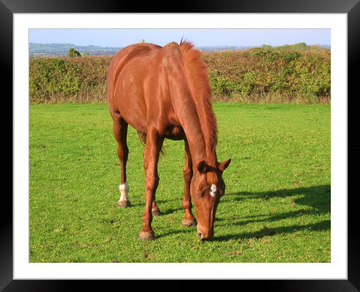 Bay Horse Grazing. Framed Mounted Print by Heather Goodwin